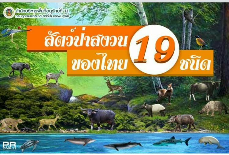 มารู้จัก สัตว์ป่าสงวนของไทย 19 ชนิดกัน... รู้ไหม? ตอนนี้พะยูนมีเพื่อนแล้วนะ!! 